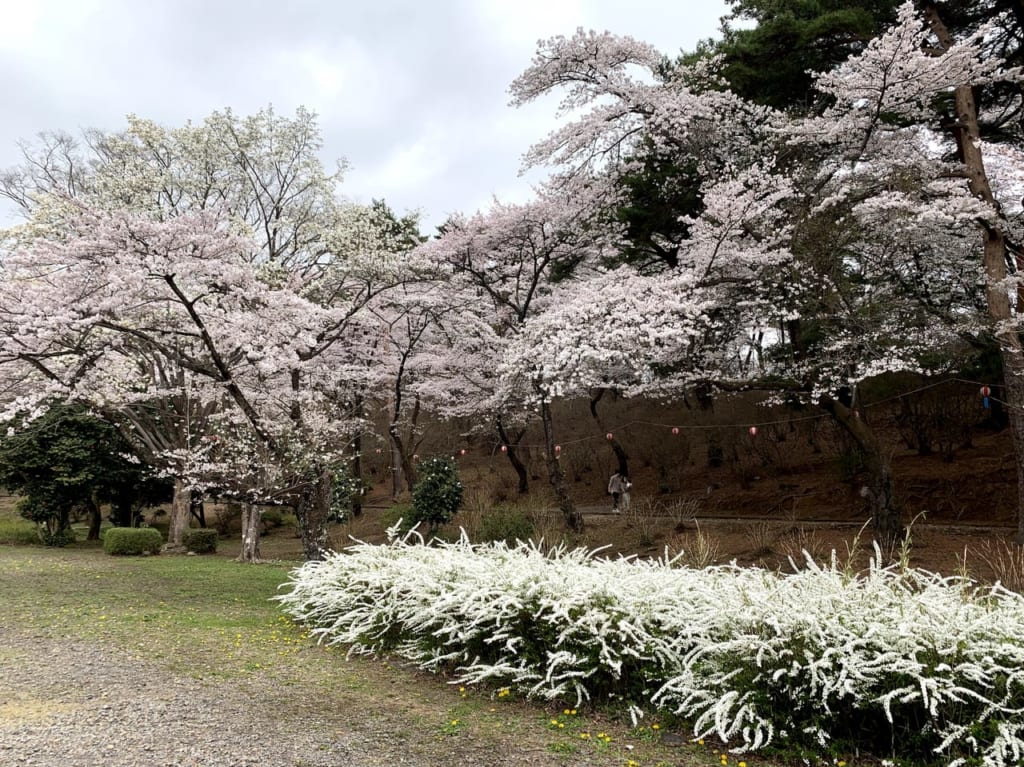 烏ヶ森公園の花々2021