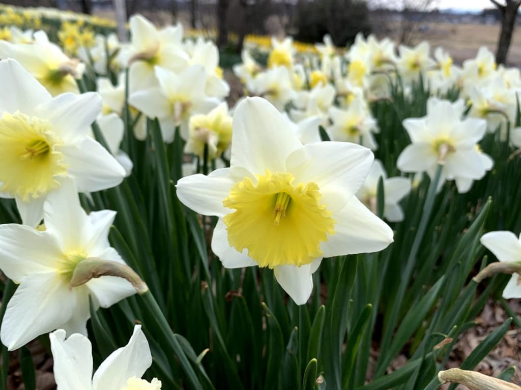 東那須野公園のスイセン1