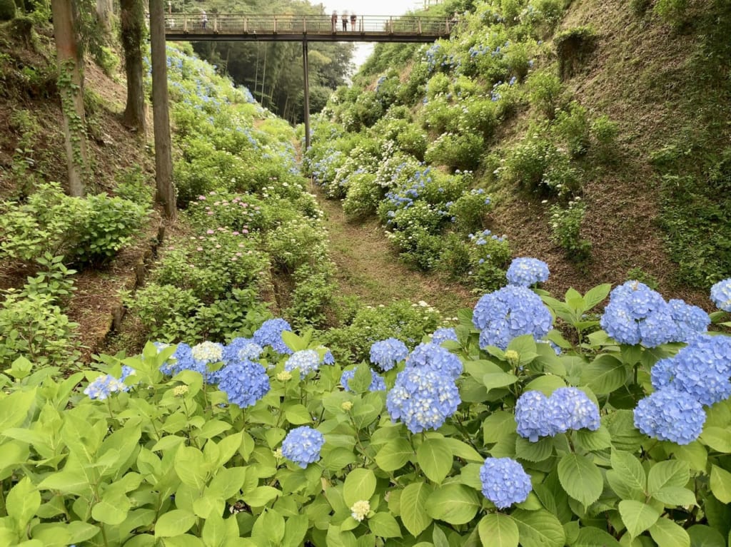 黒羽城址公園のアジサイ2022-09