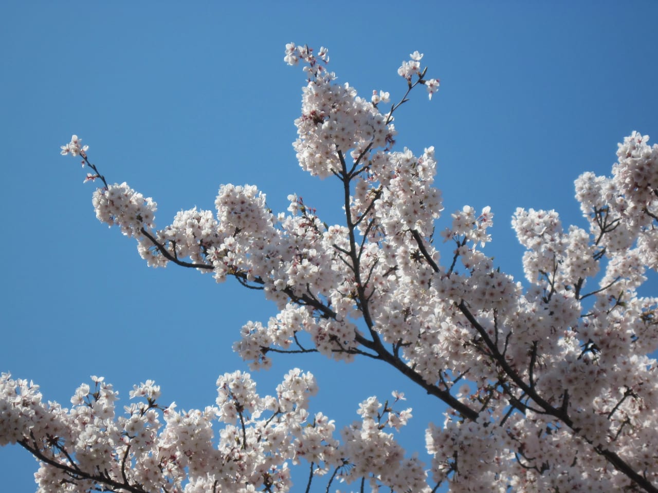 桜のイメージ画像
