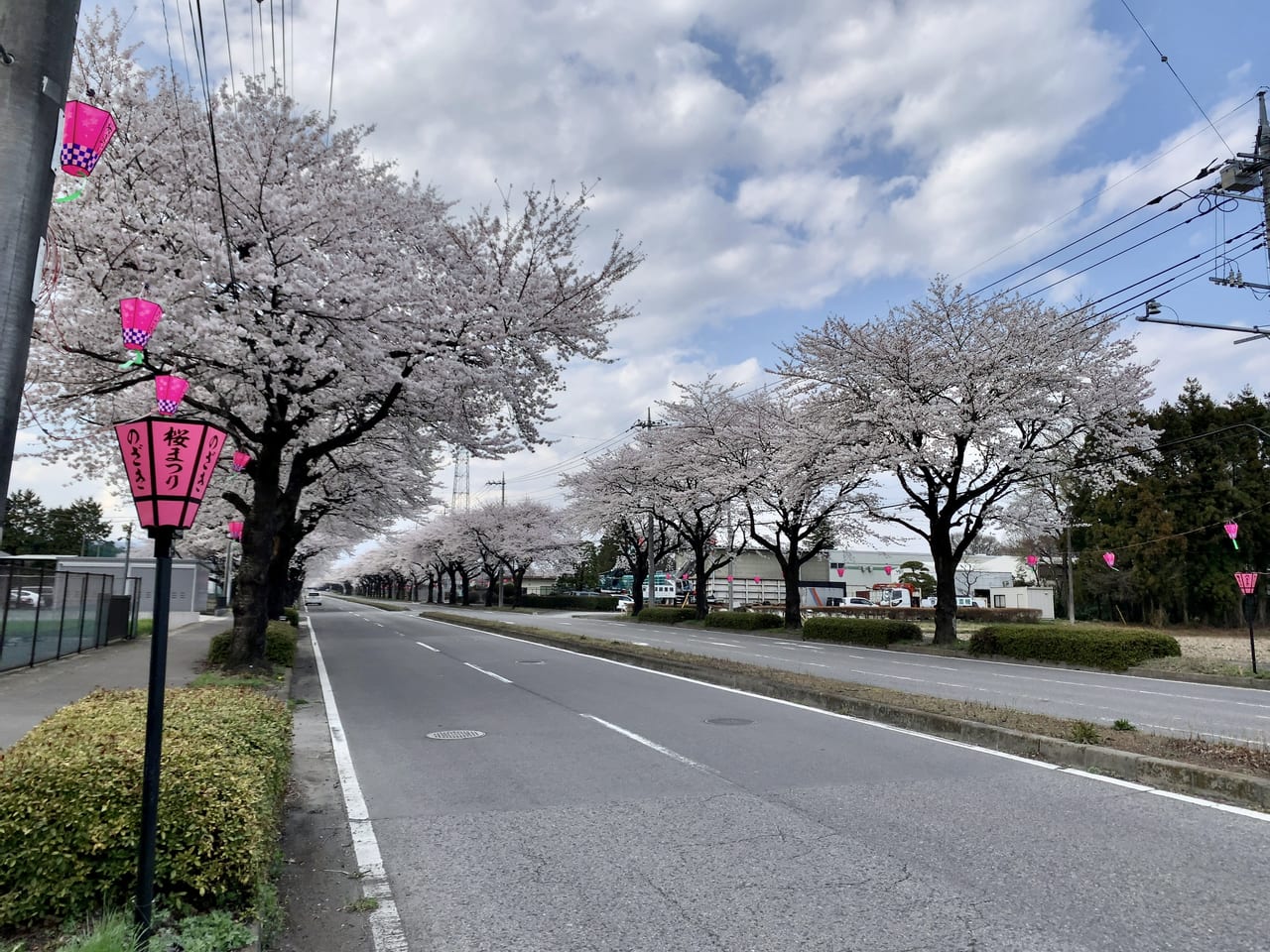 のざき桜まつり2023-02