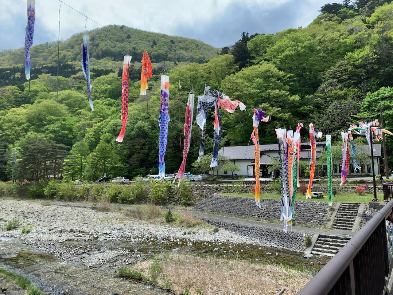 板室温泉鯉のぼり03