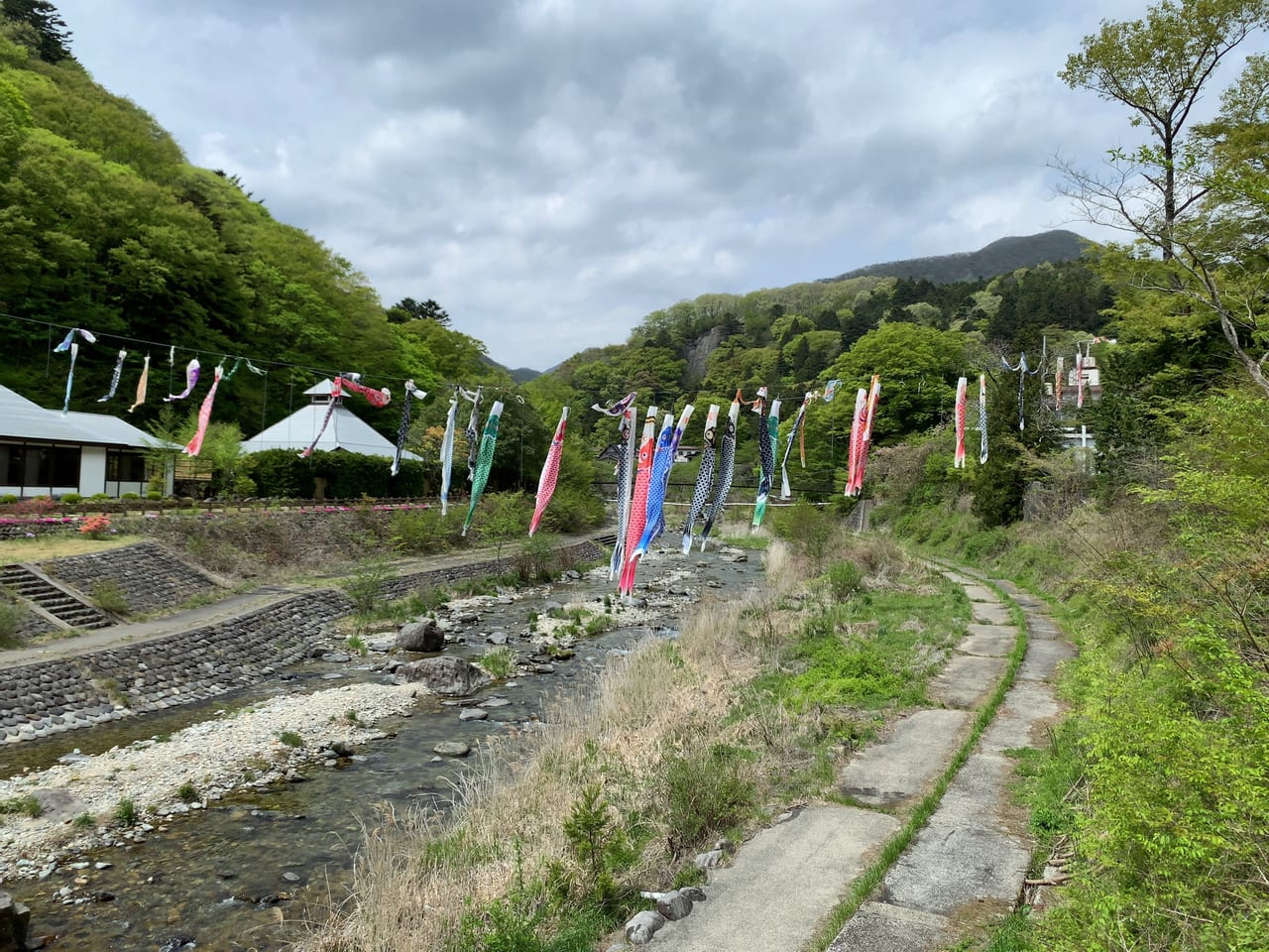 板室温泉鯉のぼり04