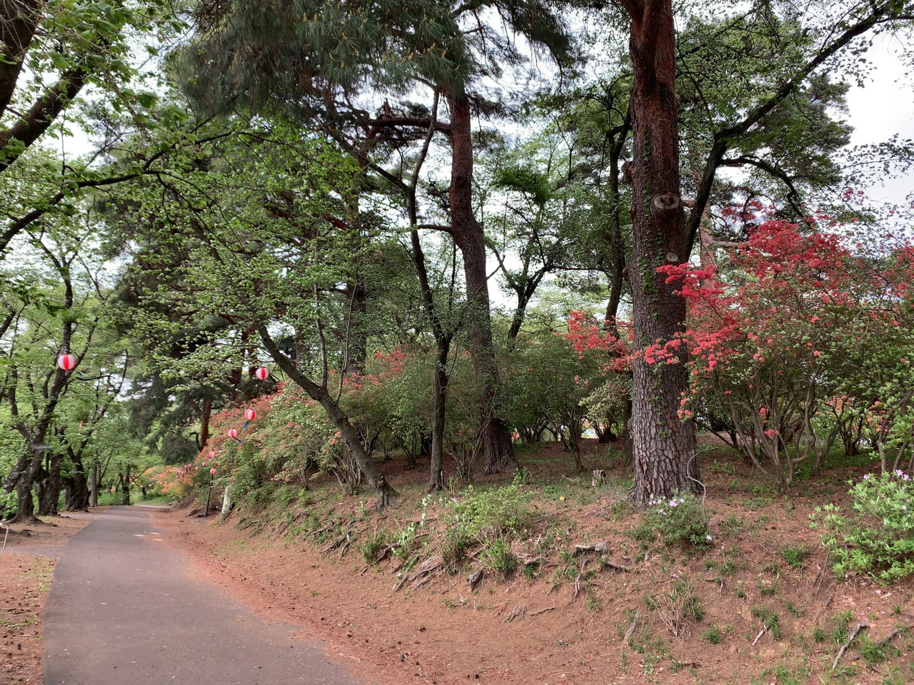 烏ヶ森公園2023年4月下旬-03