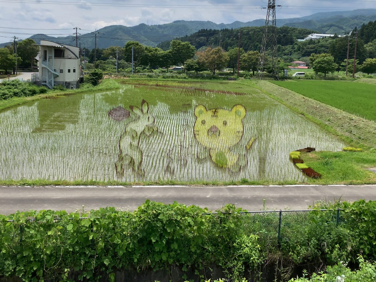 2023田んぼアート第1会場04