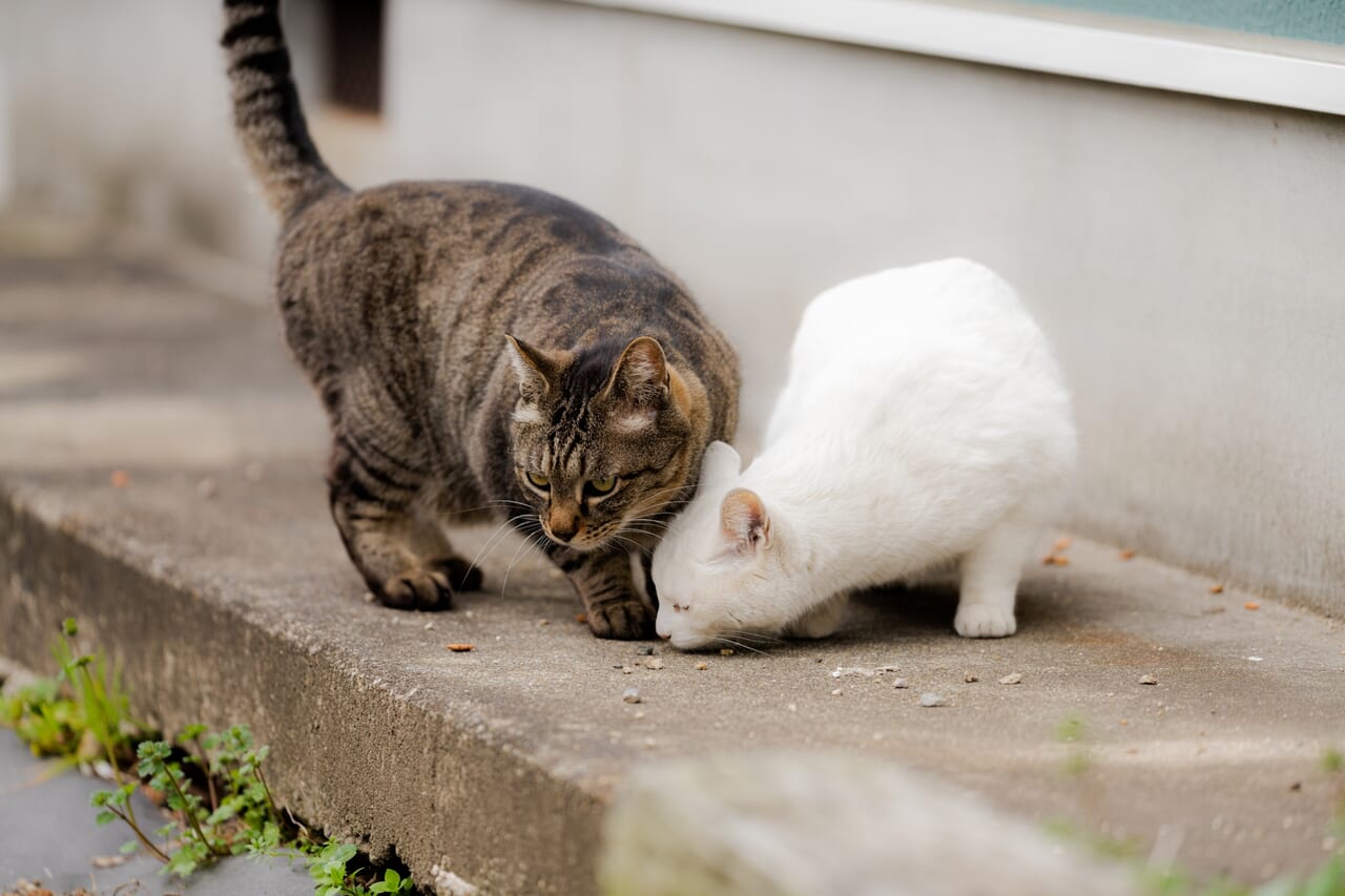 野良猫のイメージ