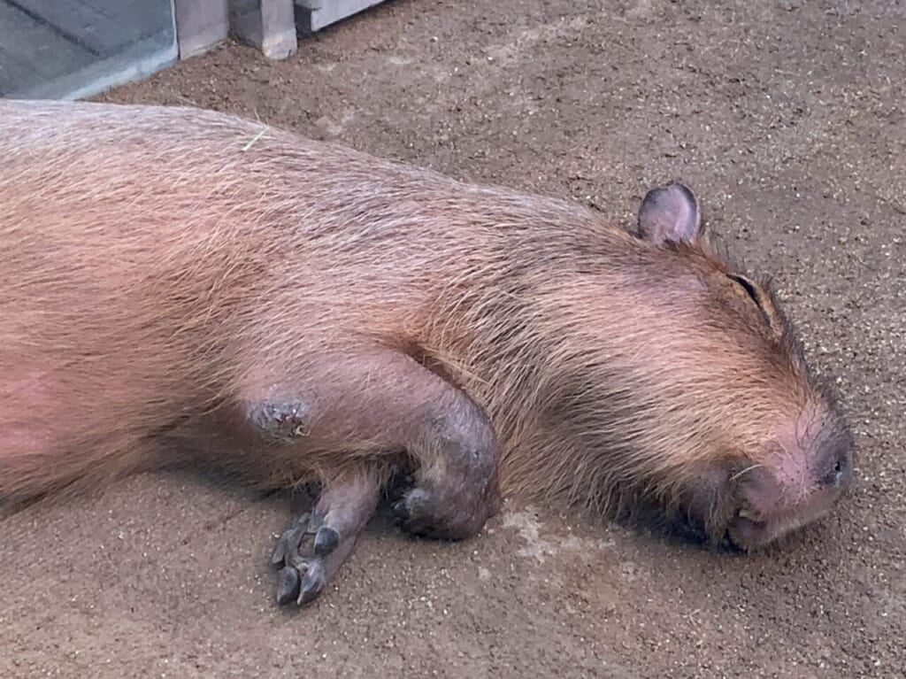 なかがわ水遊園・おもしろ魚館のカピバラ02