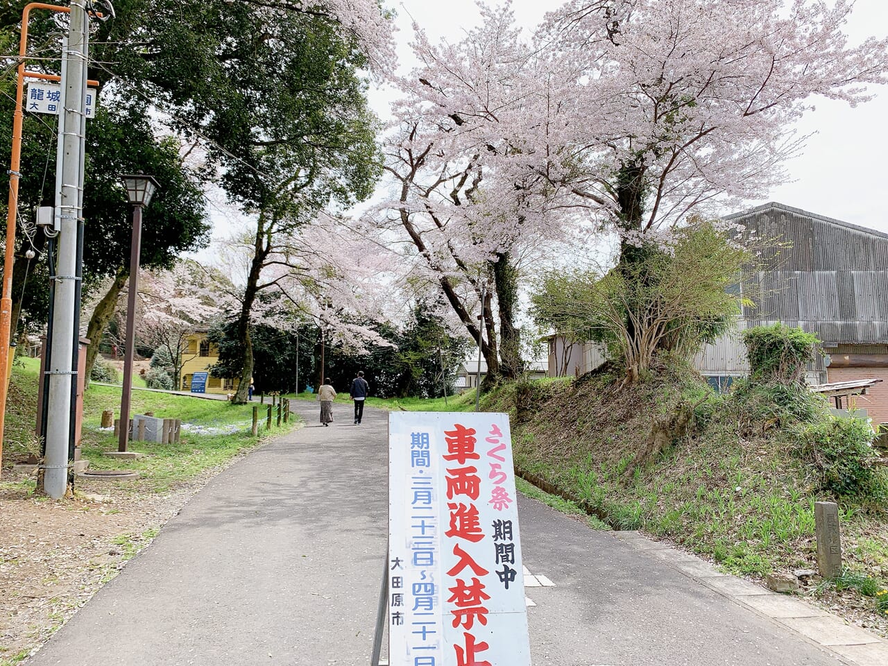 龍城公園の桜2024-01