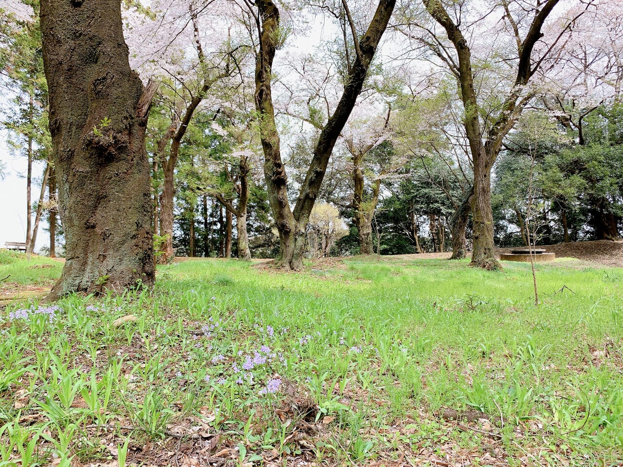 龍城公園の桜2024-06