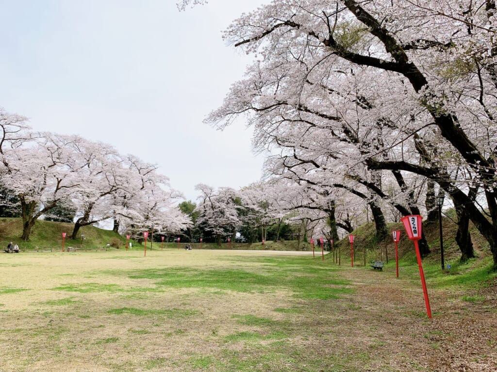 龍城公園の桜2024-09