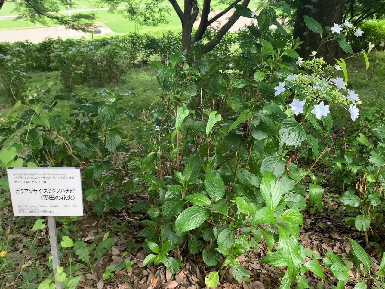 東那須野公園2406-02