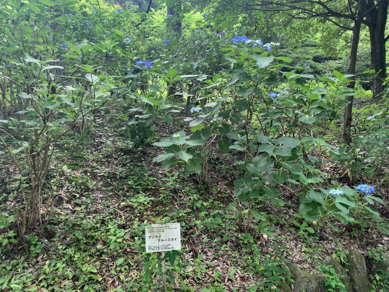 東那須野公園2406-03