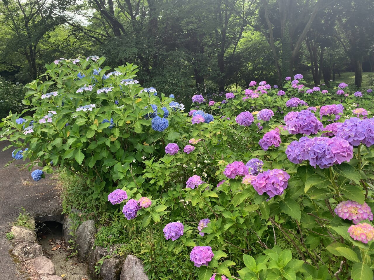 東那須野公園2406-04