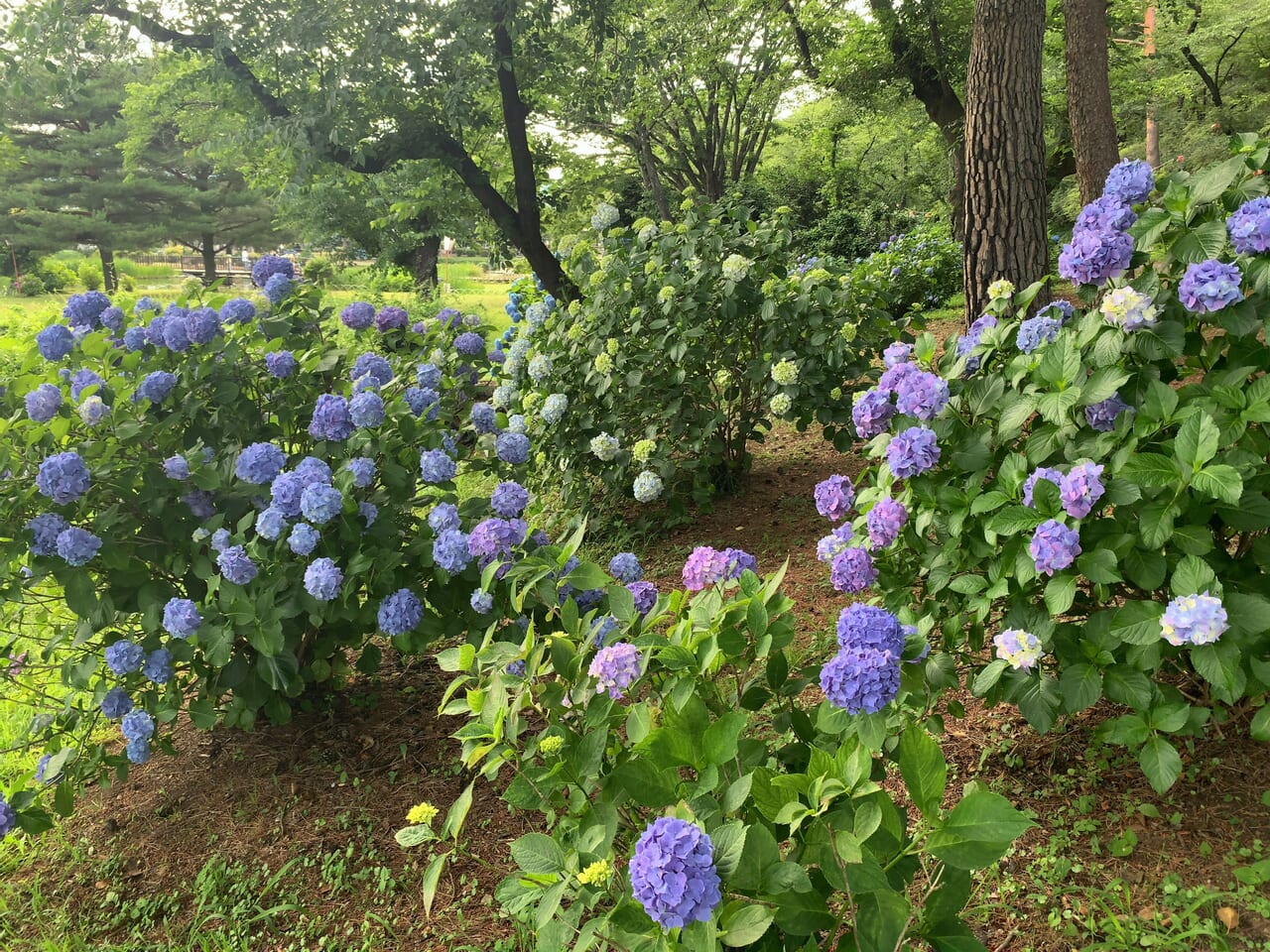 烏ヶ森公園2406-02