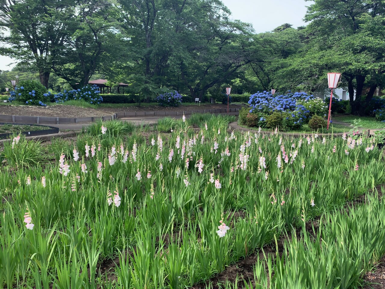 烏ヶ森公園2406-03