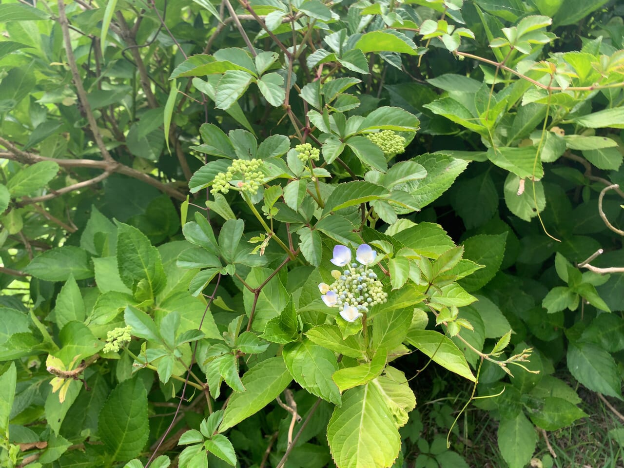 那珂川河畔公園2406-02