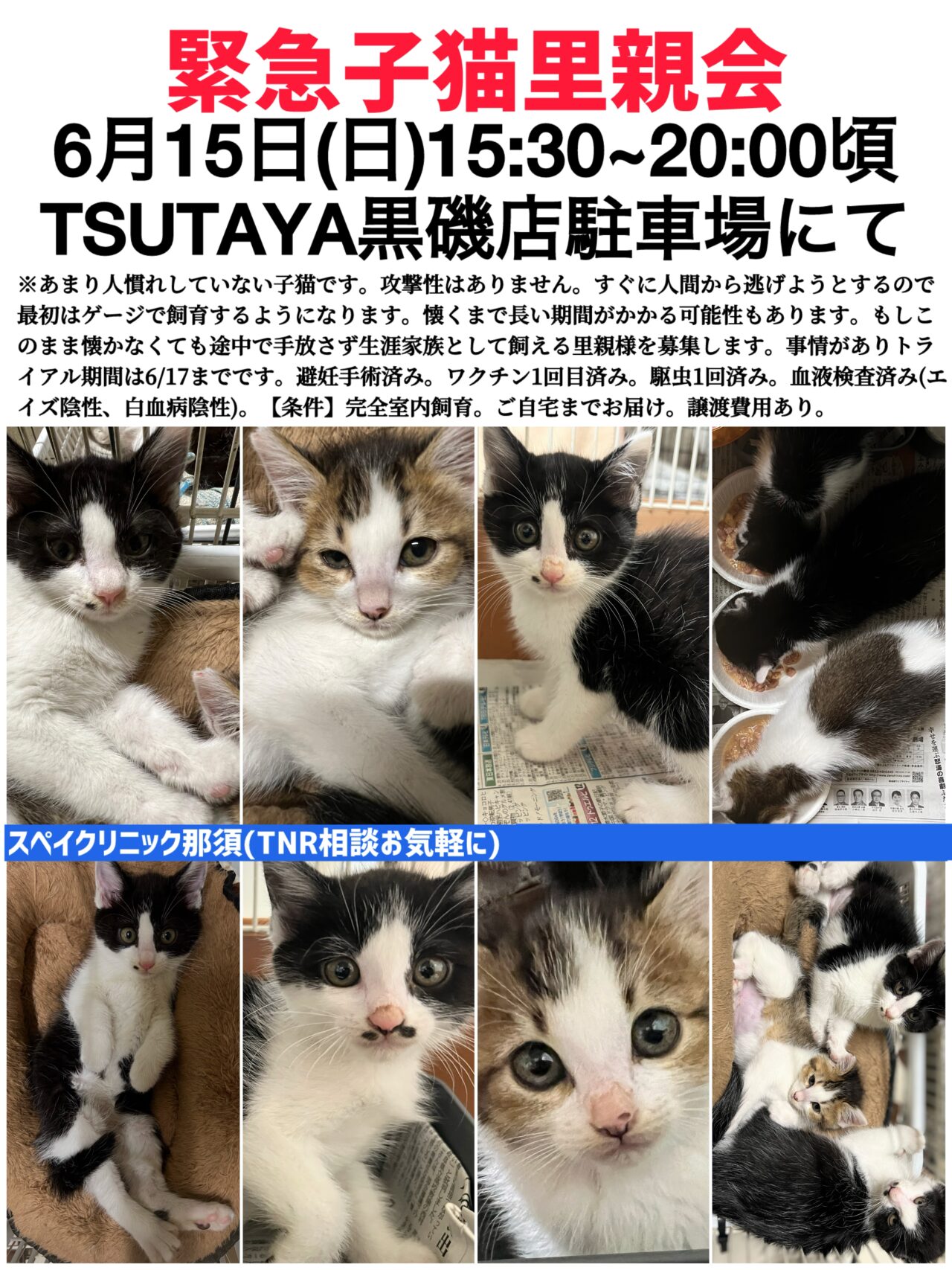 緊急子猫里親会