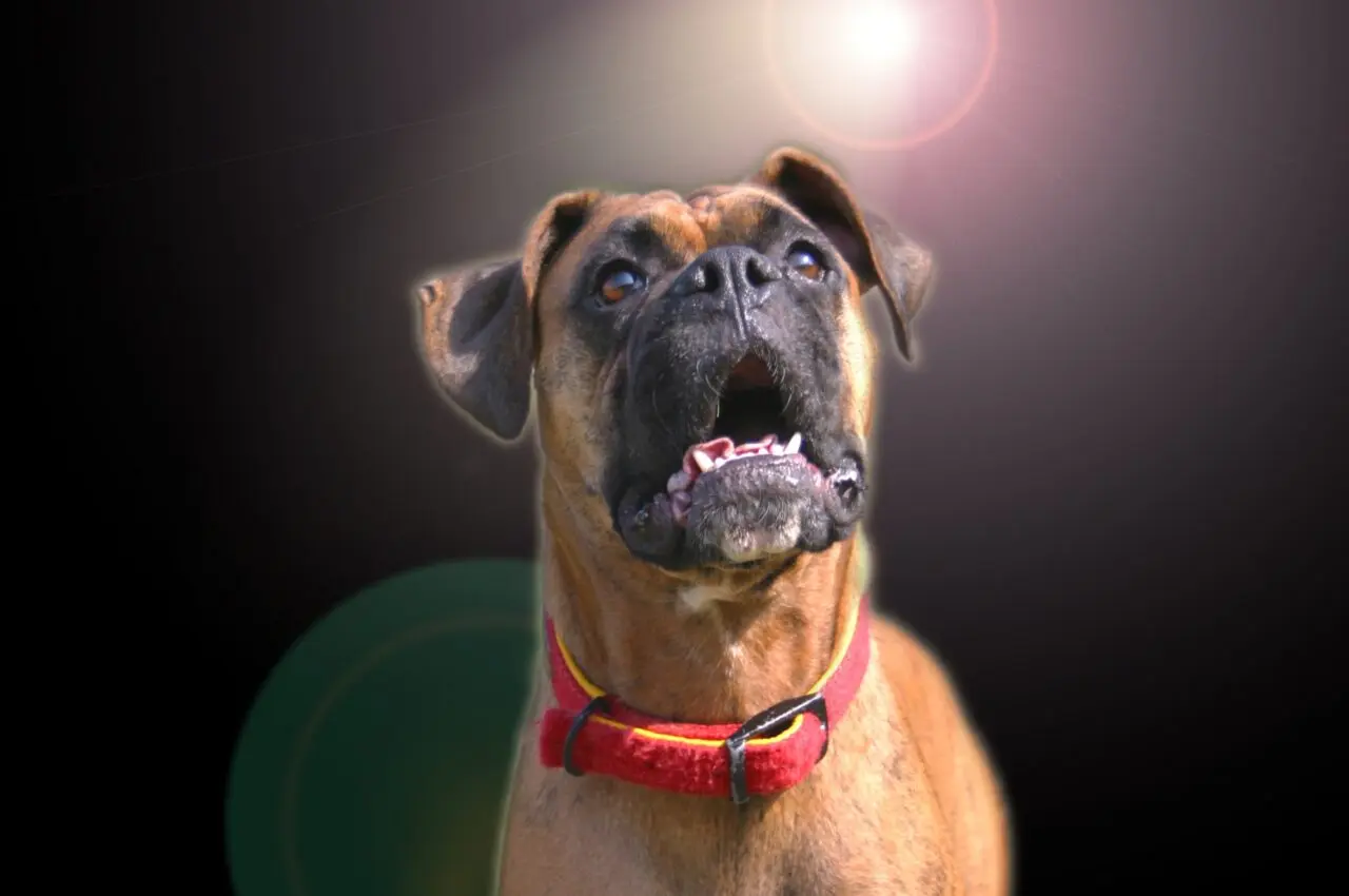 ボクサー犬のイメージ