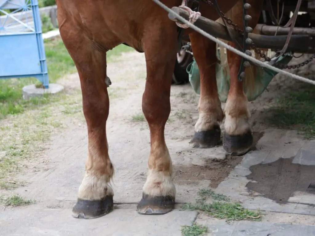 馬車の馬イメージ