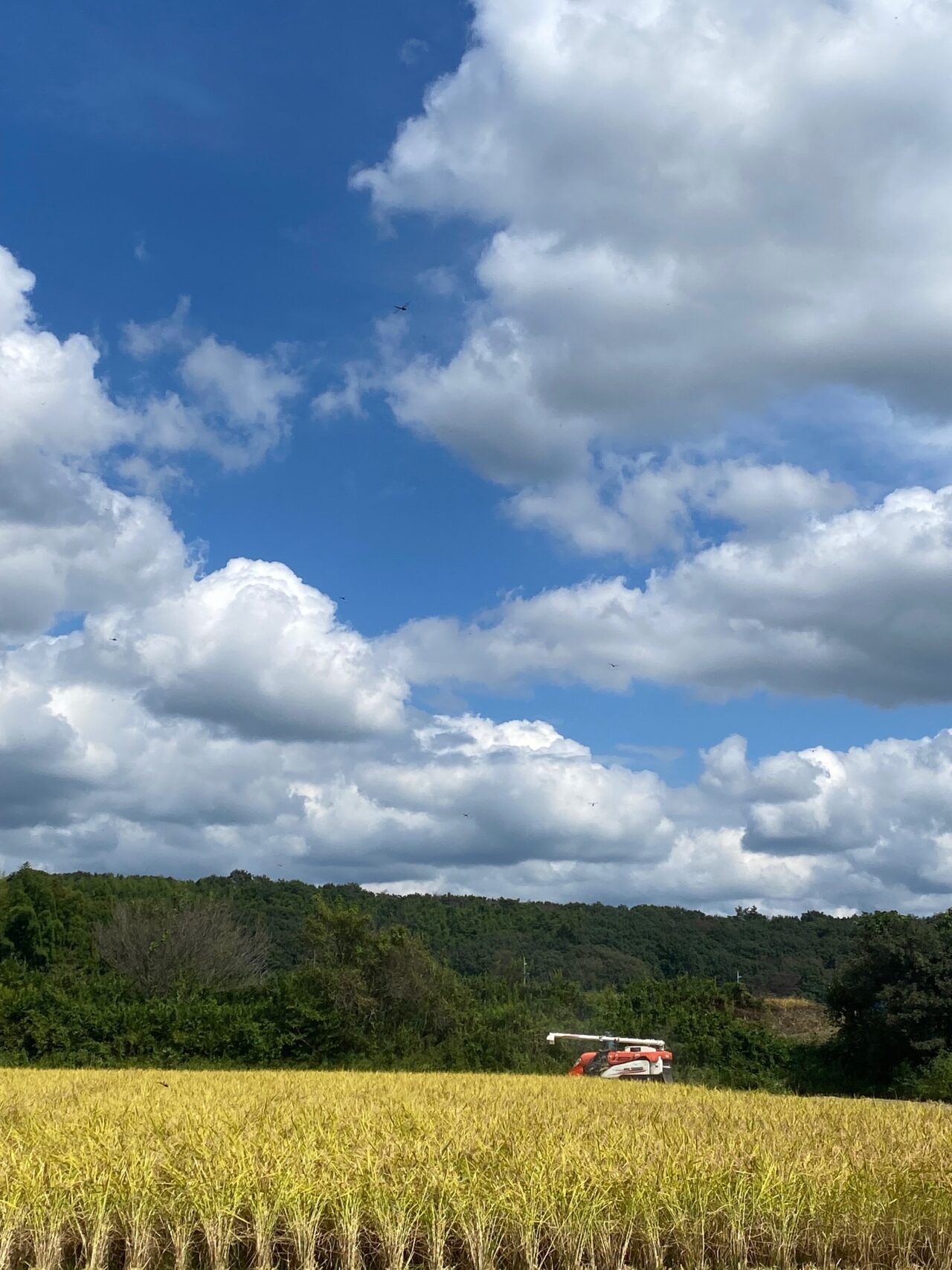 鈴木農園プレゼンツ新米まつり開催02