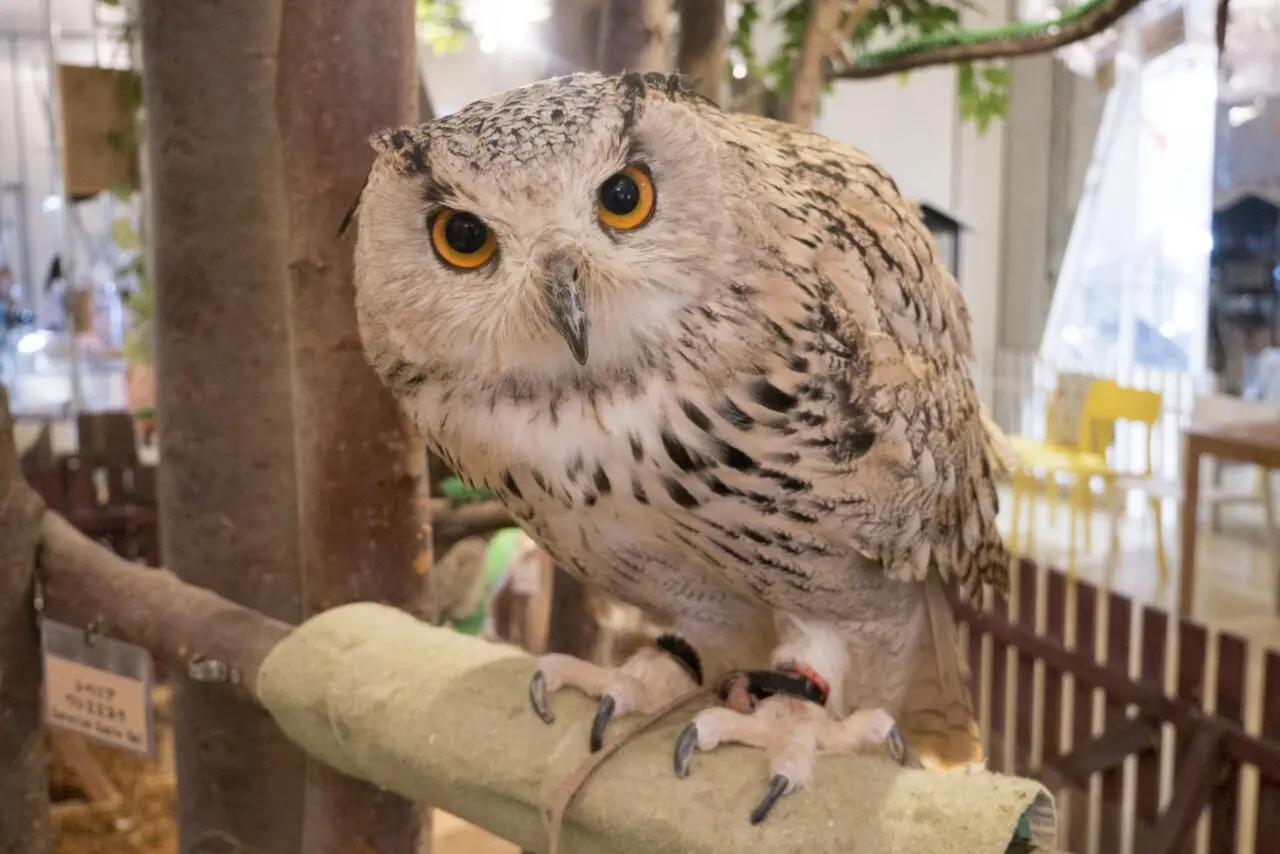 フクロウのイメージ