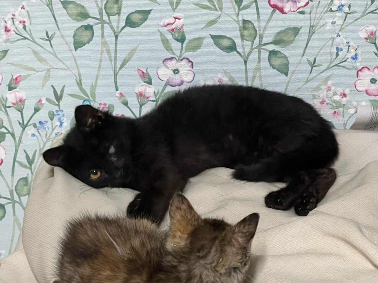 猫の里親会251228