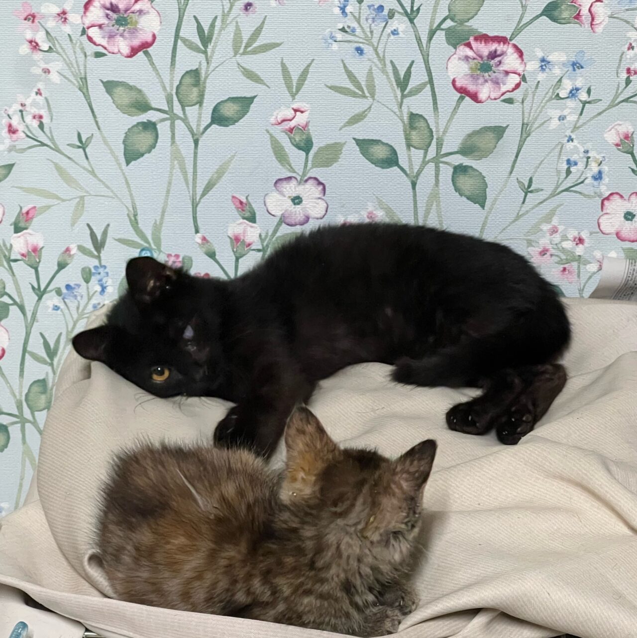 猫の里親会251228