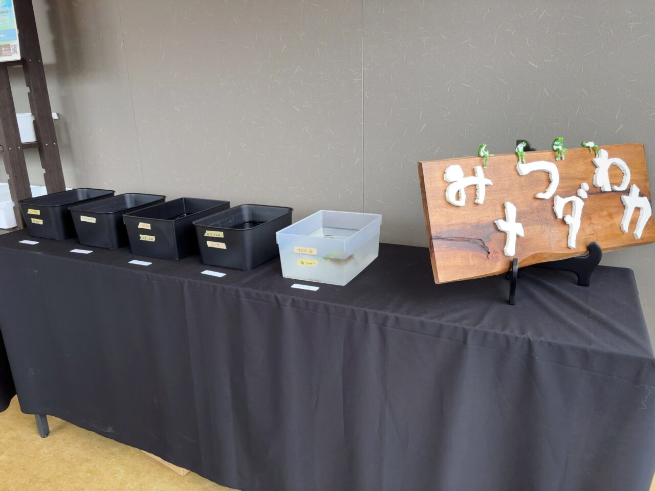 みつわメダカ02