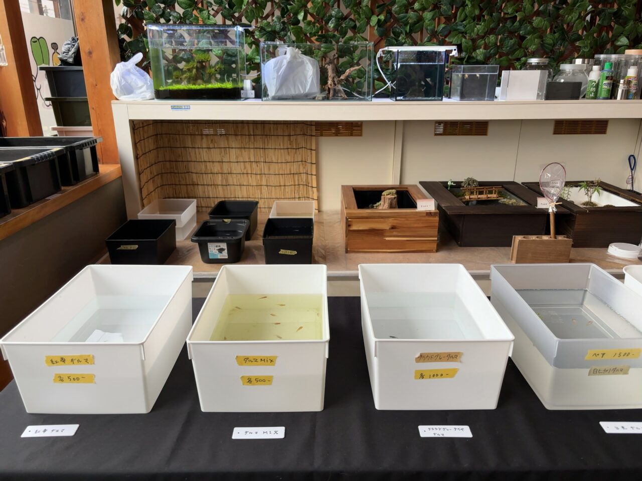 みつわメダカ03