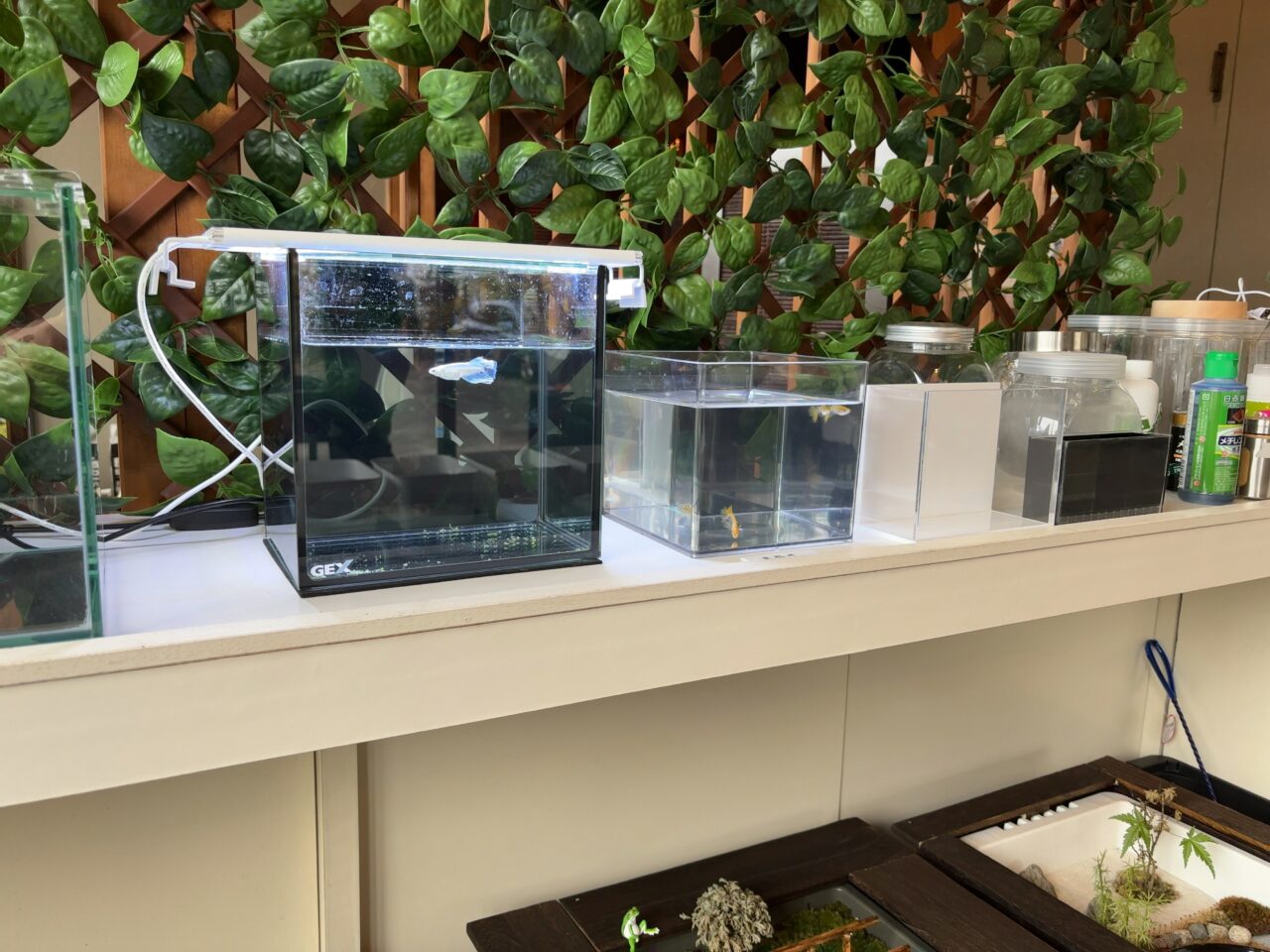 みつわメダカ04