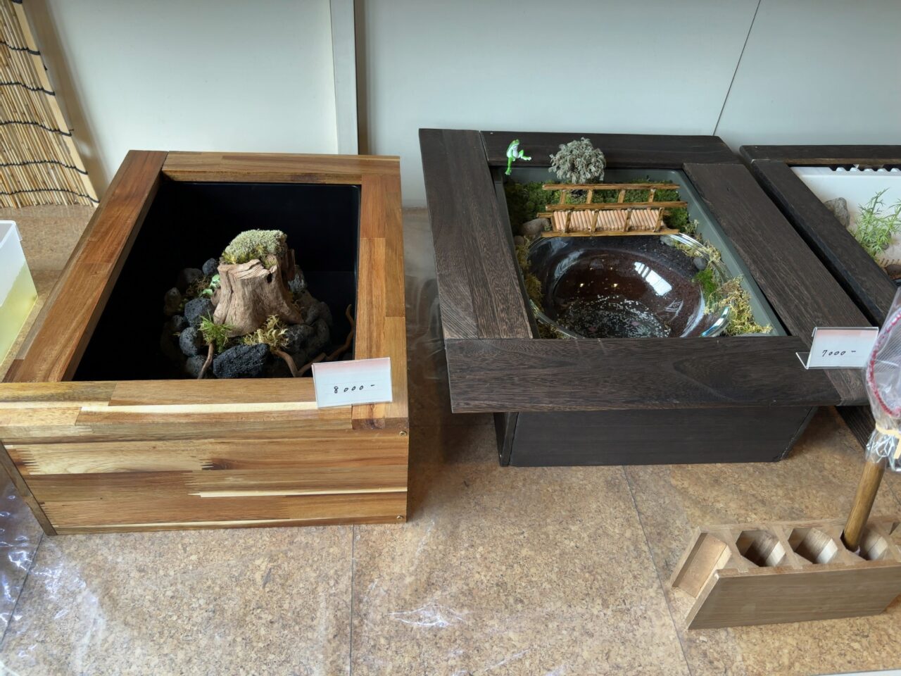 みつわメダカ05