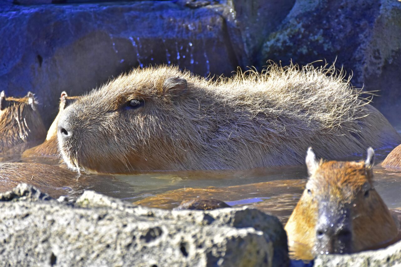 第14回 カピバラの長風呂対決