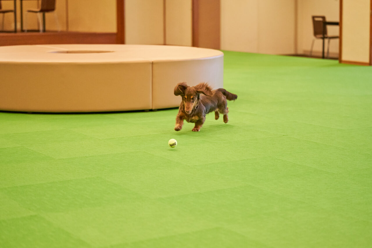 わんわんリゾート 那須塩原09